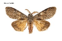 藏品(臺灣麗毒蛾)的圖片